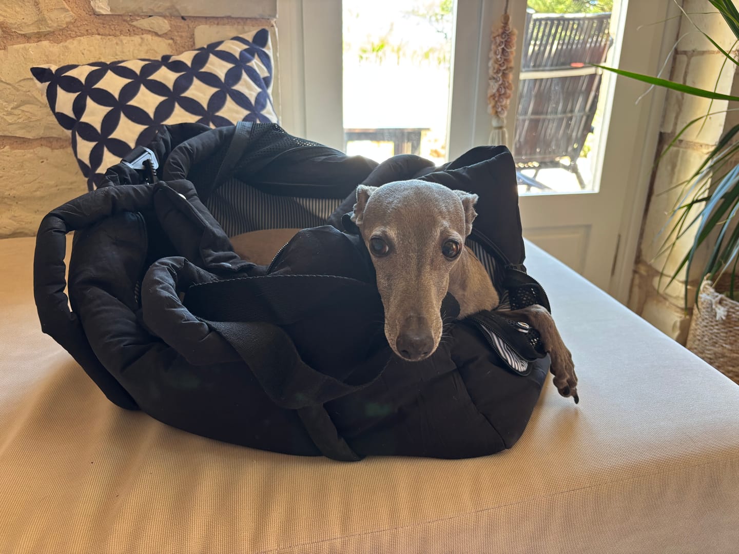 Customer photo review of Baume naturel réparateur coussinets & truffe | Chien et chat