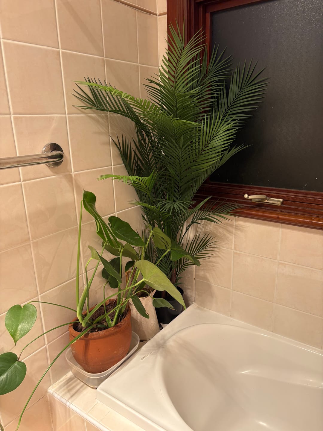 Customer photo review of Areca Palm Large
