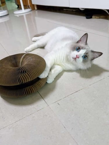 Customer photo review of CurePet Interactive Springs - Physical and Mental Exercise Toy for Cats
