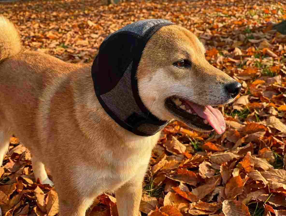 Customer photo review of Orejeras Calmantes para Perros