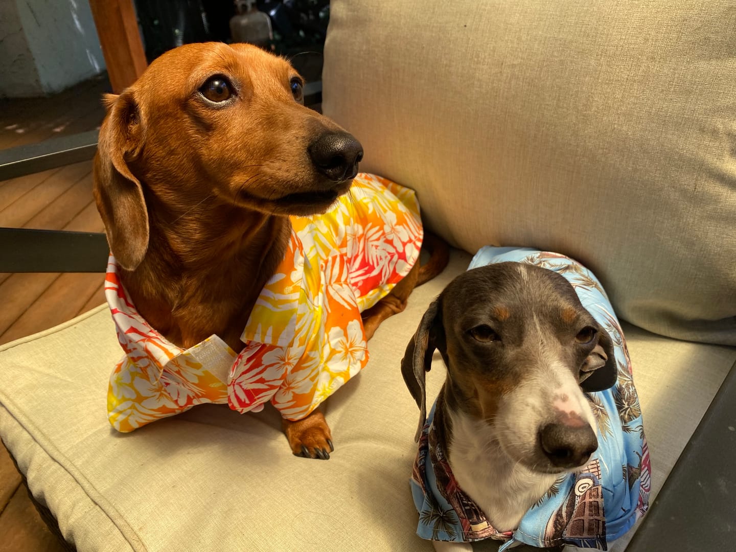 Customer photo review of Two Doxies Shirt
