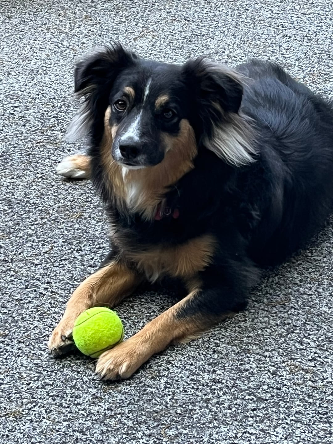 Customer photo review of Personalized Dog Harness