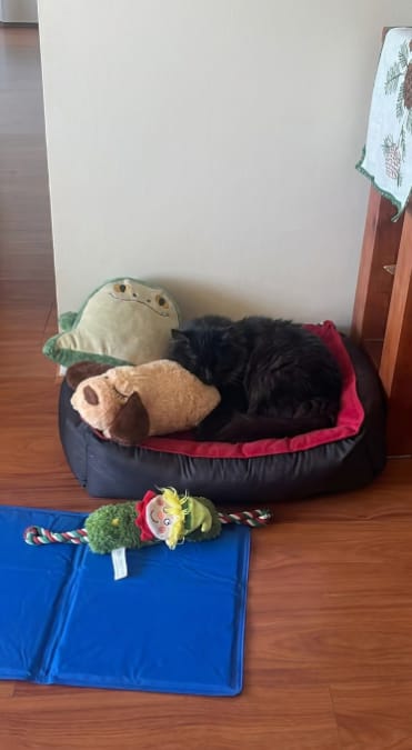 Customer photo review of Peluche Calmante para Mascotas