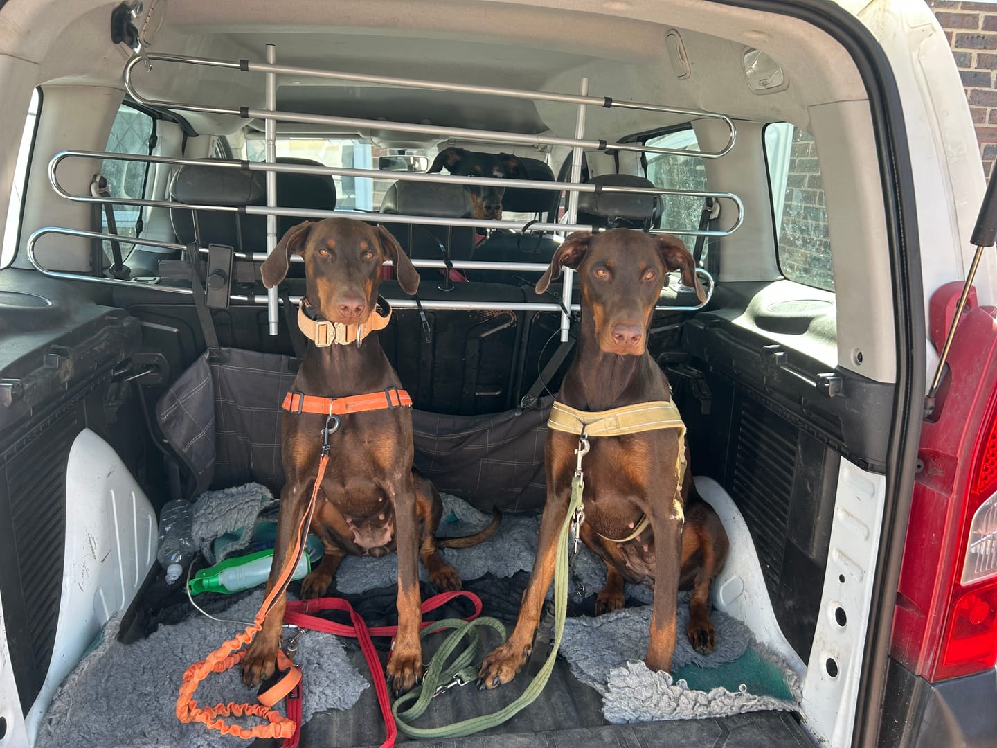 Customer photo review of Original Beef - Adult Dry Dog Food 15Kg