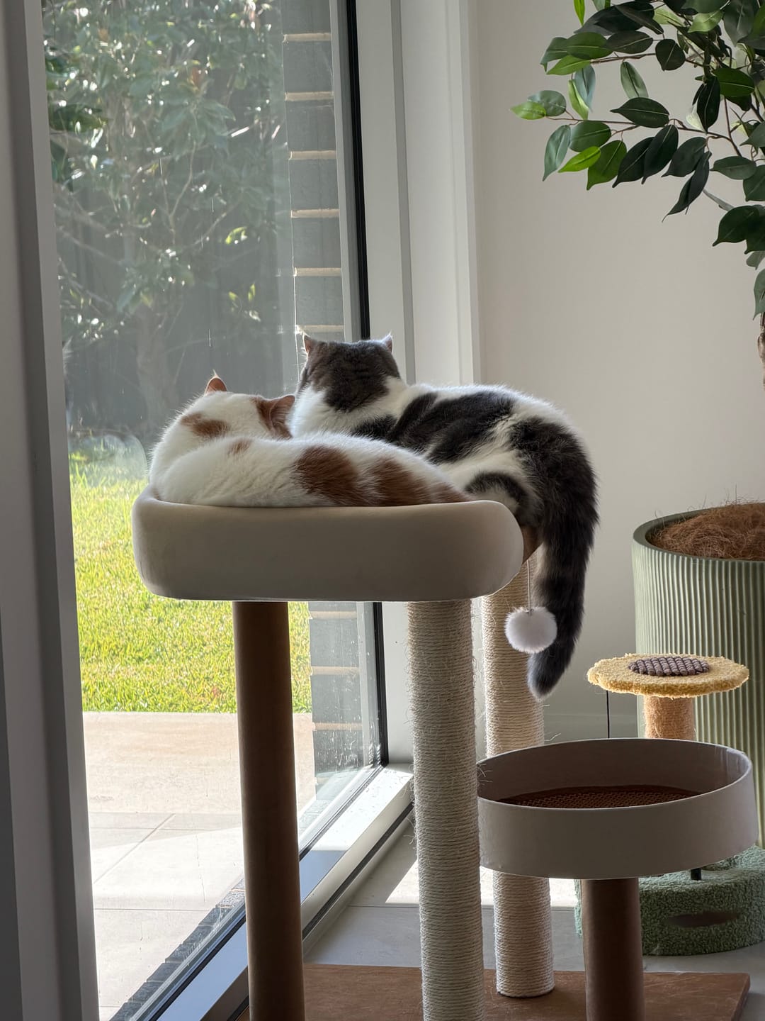 Customer photo review of Japanese-Style Double-Level Cat Tree Cat Sofa - 90901B, Perfect for Window-Side Lounging