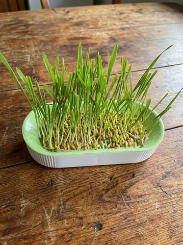 Customer photo review of Germinador de Pasto para Gato