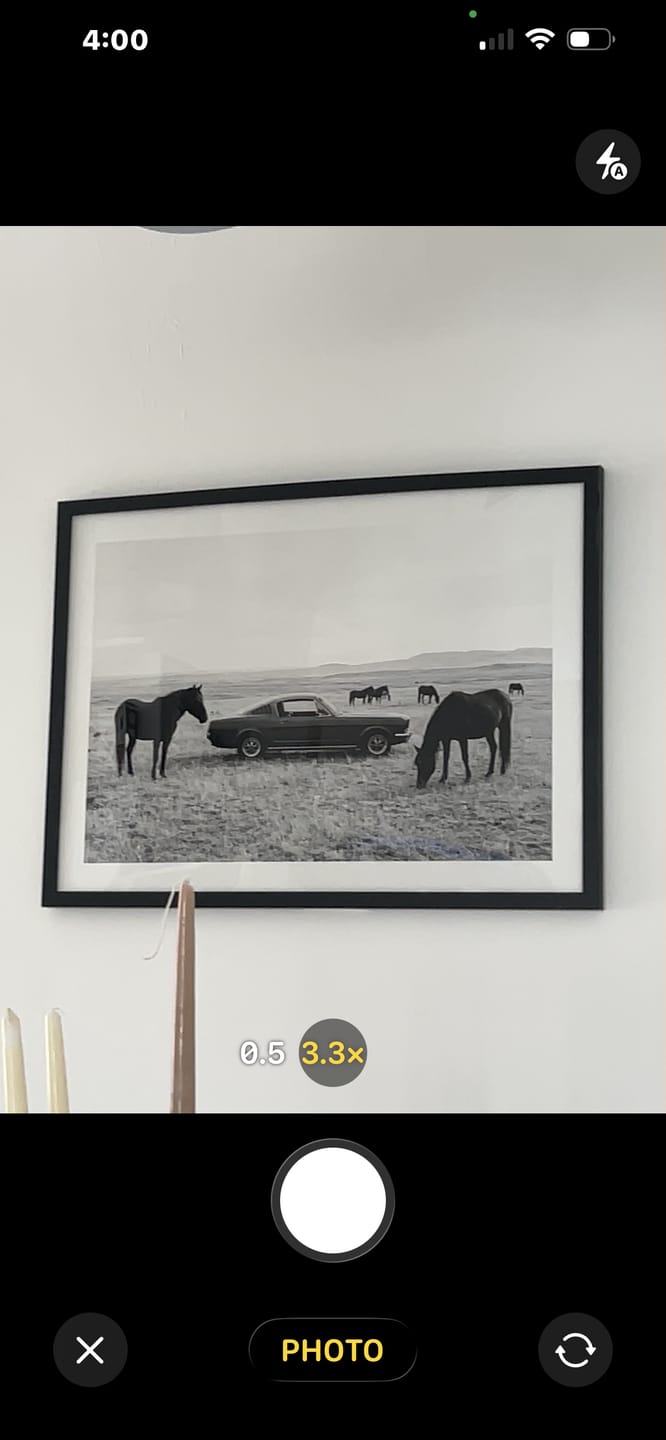 Customer photo review of Wild Mustang Poster
