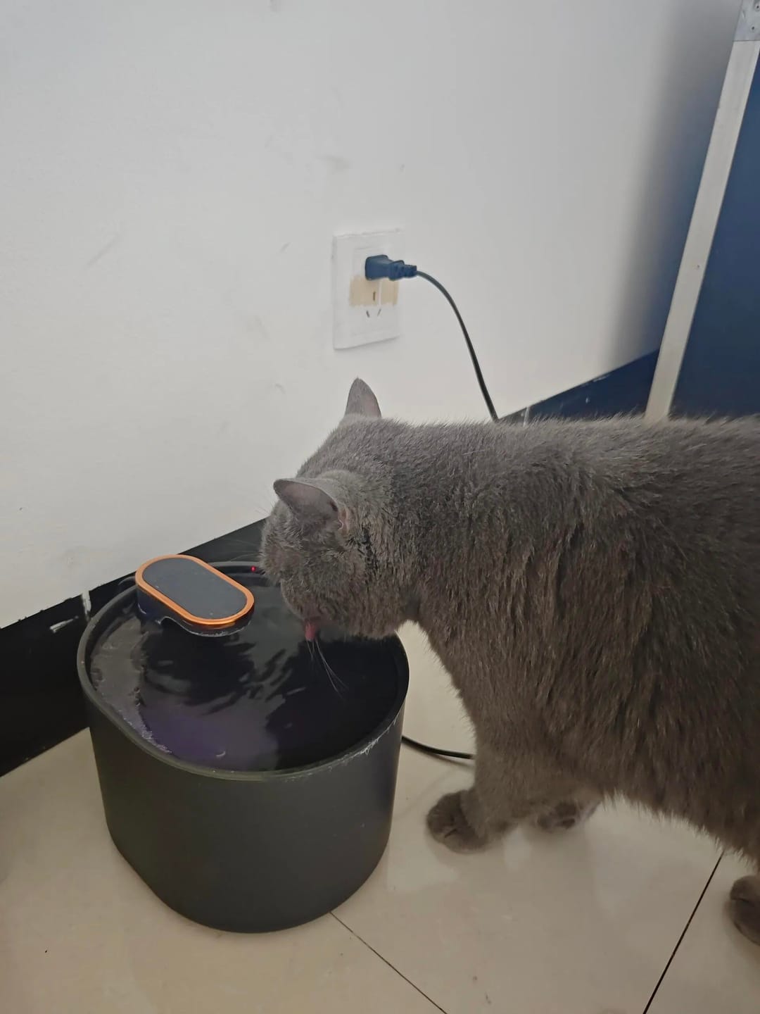 Customer photo review of Pawtique FlowSense™ 3L Sensor Pet Water Fountain