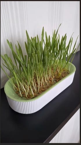 Customer photo review of Germinador de Pasto para Gato