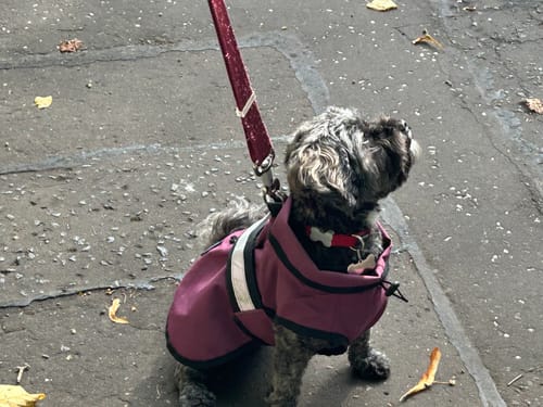 Customer photo review of 3-in-1 Dog Coat