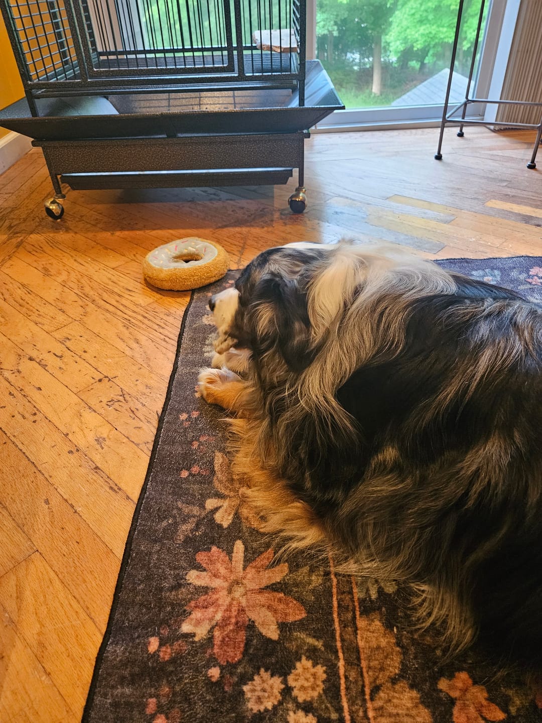 Customer photo review of Bully Sticks