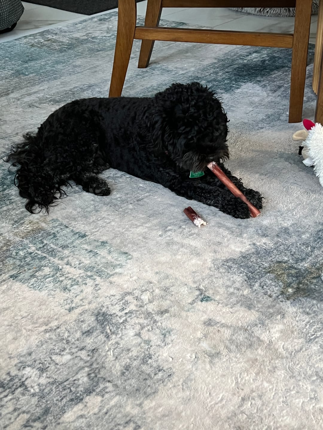 Customer photo review of 6 Inch Thick Bully Stick
