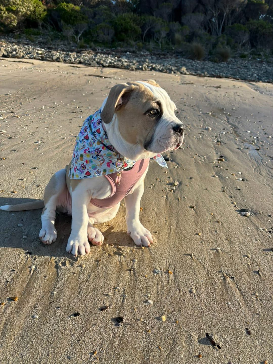 Customer photo review of BANDANA - BEACH BLUEY
