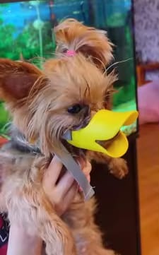 Customer photo review of Bozal QuietDog ˢᵗʳ Controla mordidas y ladridos.
