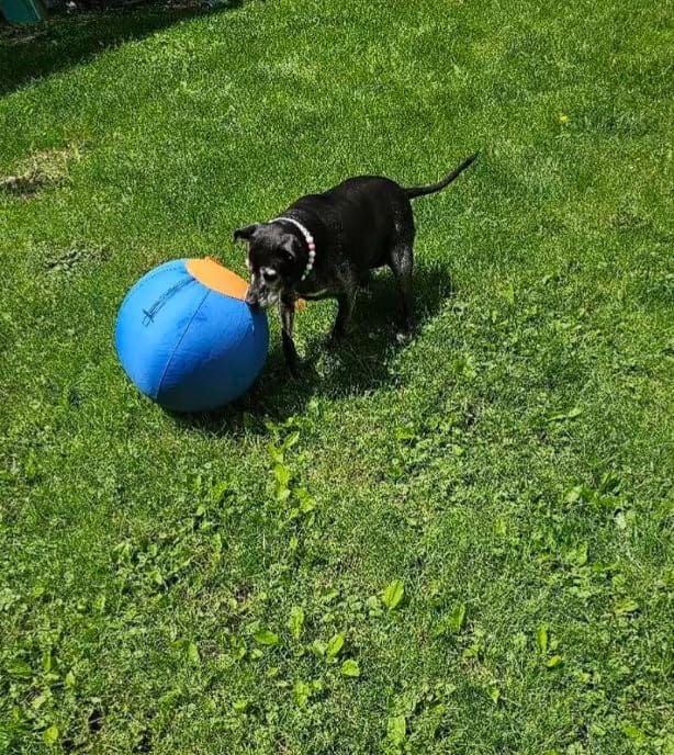 Customer photo review of Seravi Herding Ball