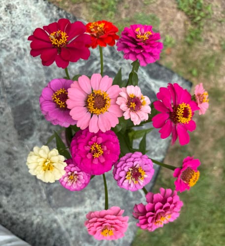Photo from Ginny M.'s garden