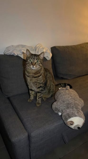 Customer photo review of Peluche Calmante para Mascotas