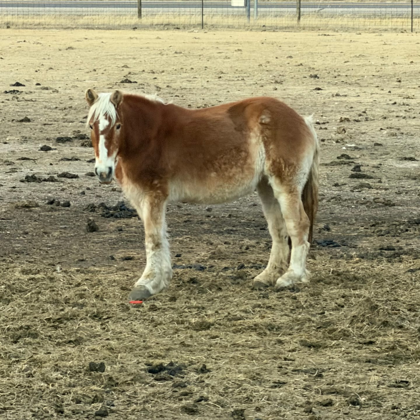 Customer photo review of OptiWize Collagen +Plus Horse Joint Supplement