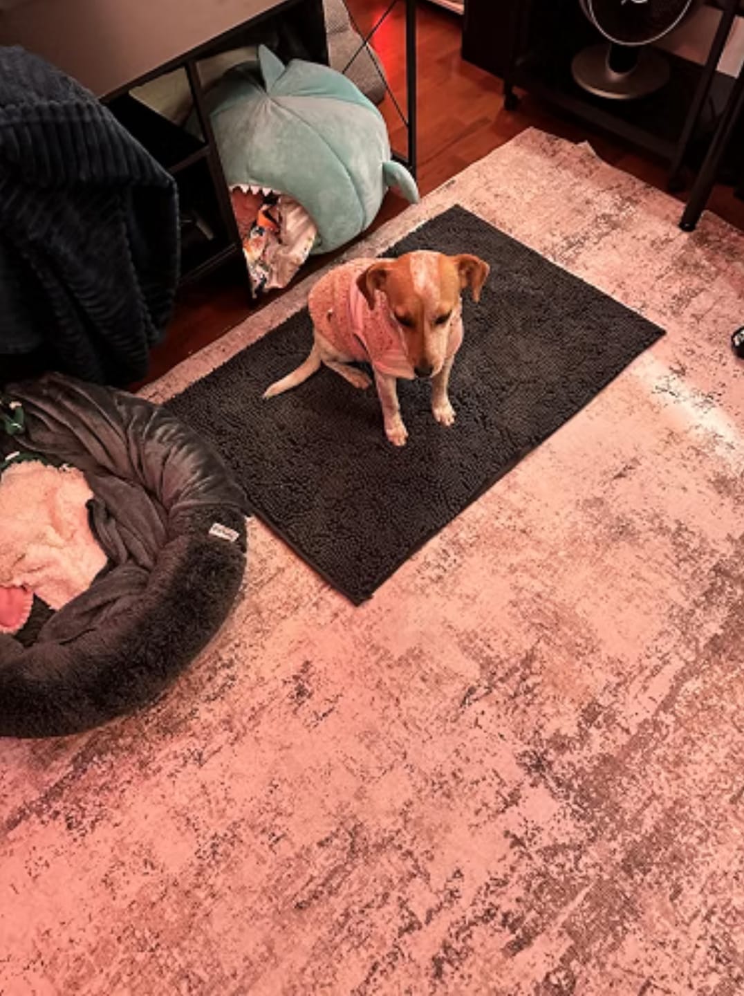 Customer photo review of Tapete Absorbente para Perros