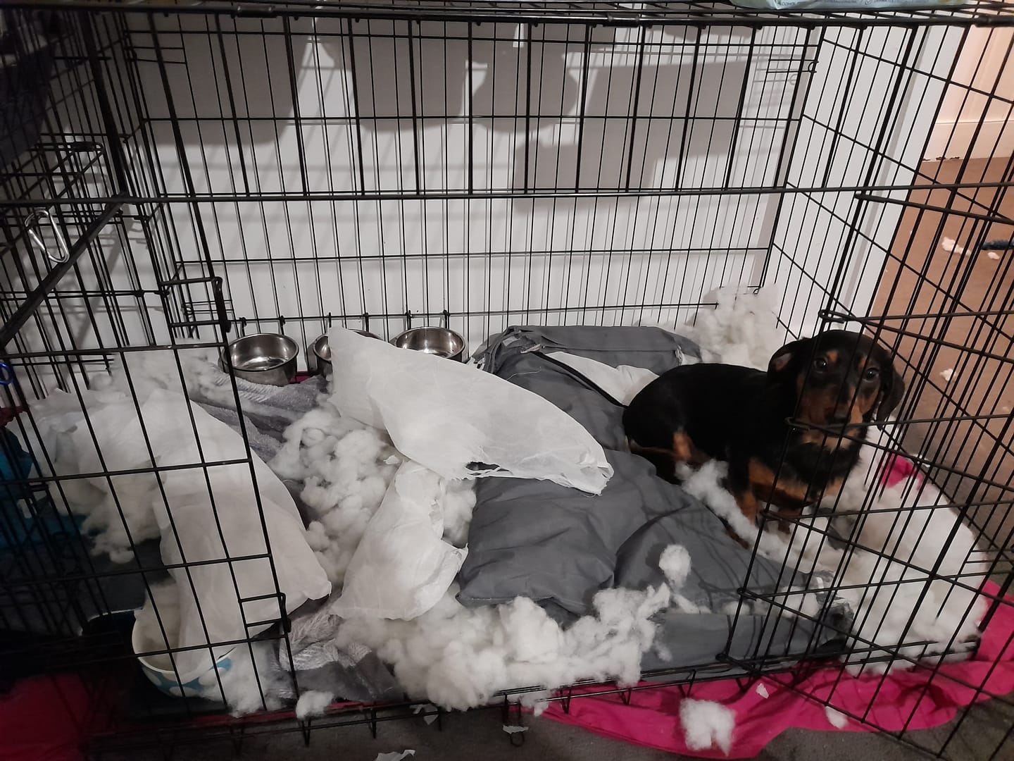 Customer photo review of Waterproof Dog Calming Sofa Bed – Orthopaedic, Washable