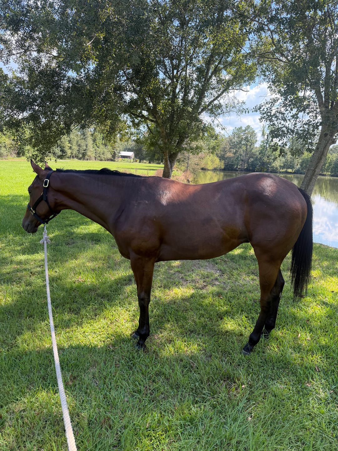 Customer photo review of OptiWize Collagen +Plus Horse Joint Supplement