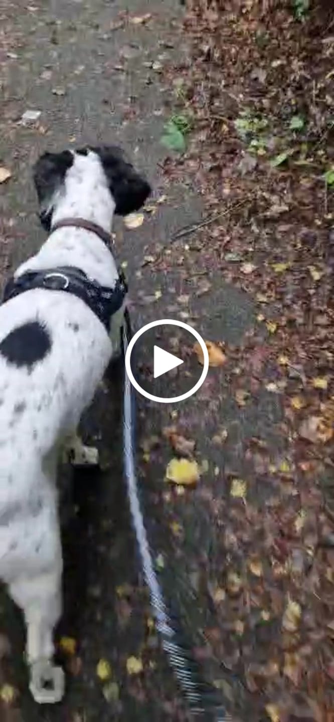 Customer video review of 🎁 FREE ParoPet Bungee Lead
