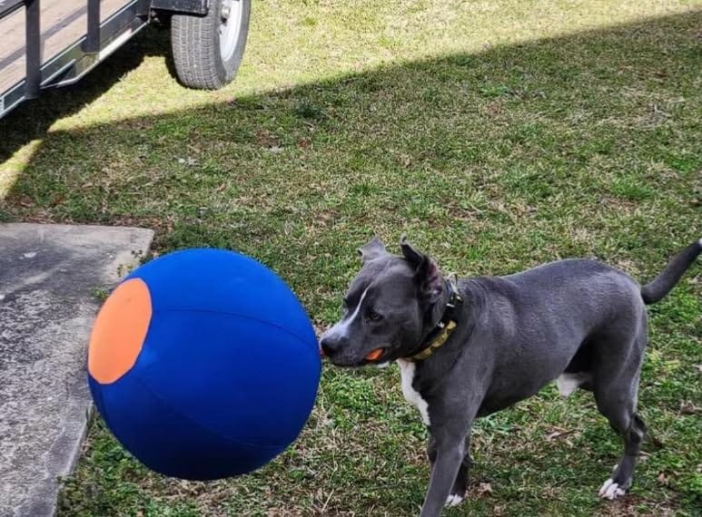 Customer photo review of Seravi Herding Ball