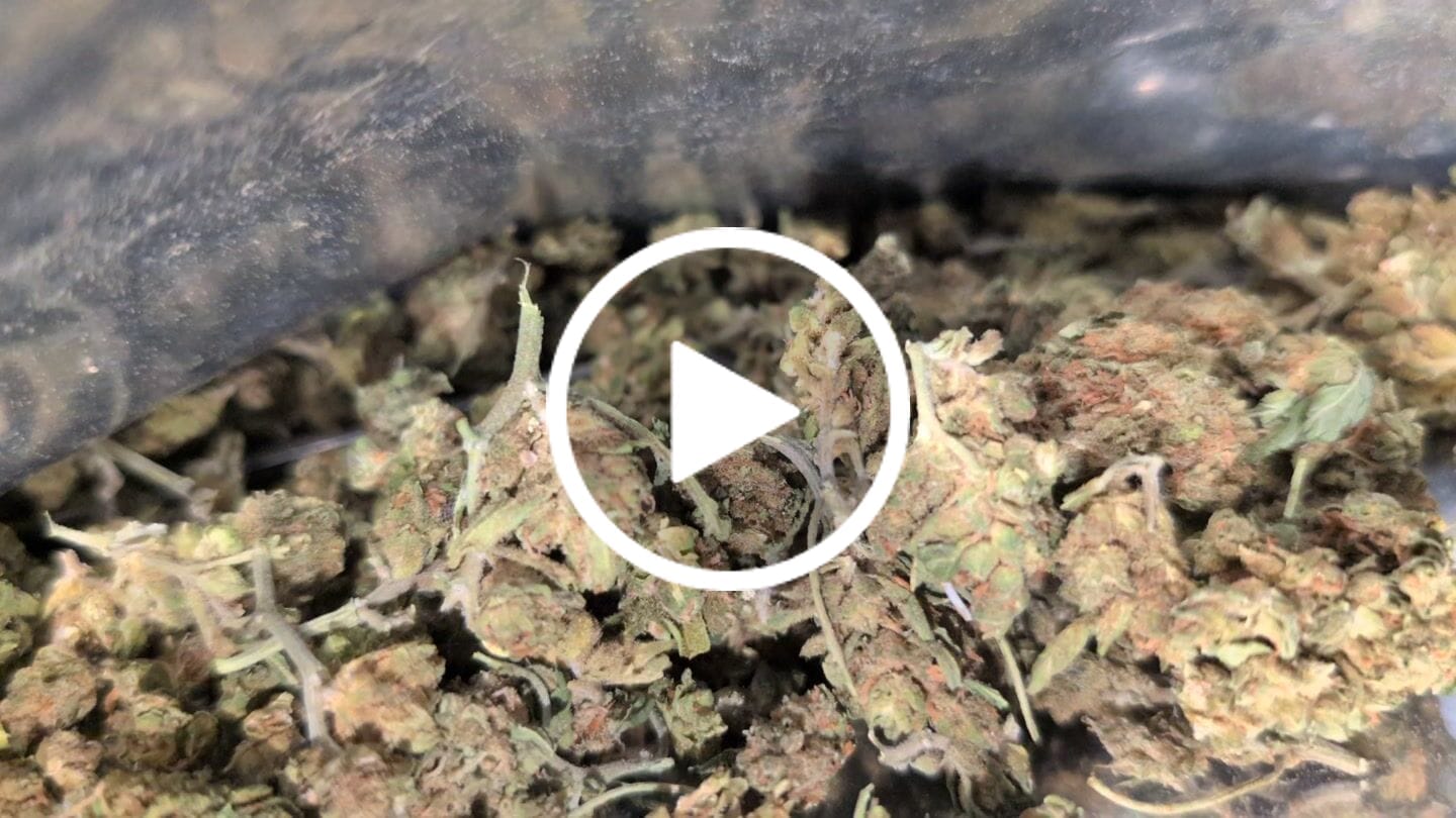 Customer video review of Cheap THCA Smalls Ounce