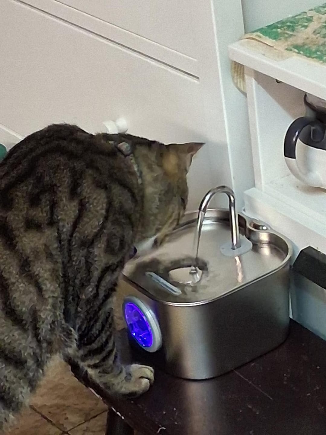Customer photo review of AquaPurr™ Fresh Water Fountain