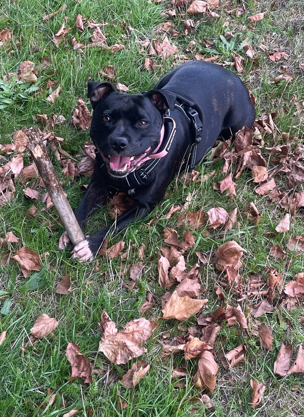 Customer photo review of 2.5cm Combat® Collar | With Handle & Secure Clip - Pink