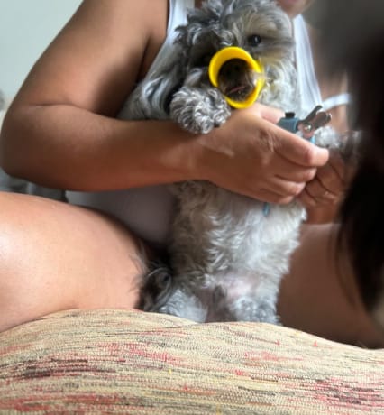 Customer photo review of Bozal QuietDog ˢᵗʳ Controla mordidas y ladridos.