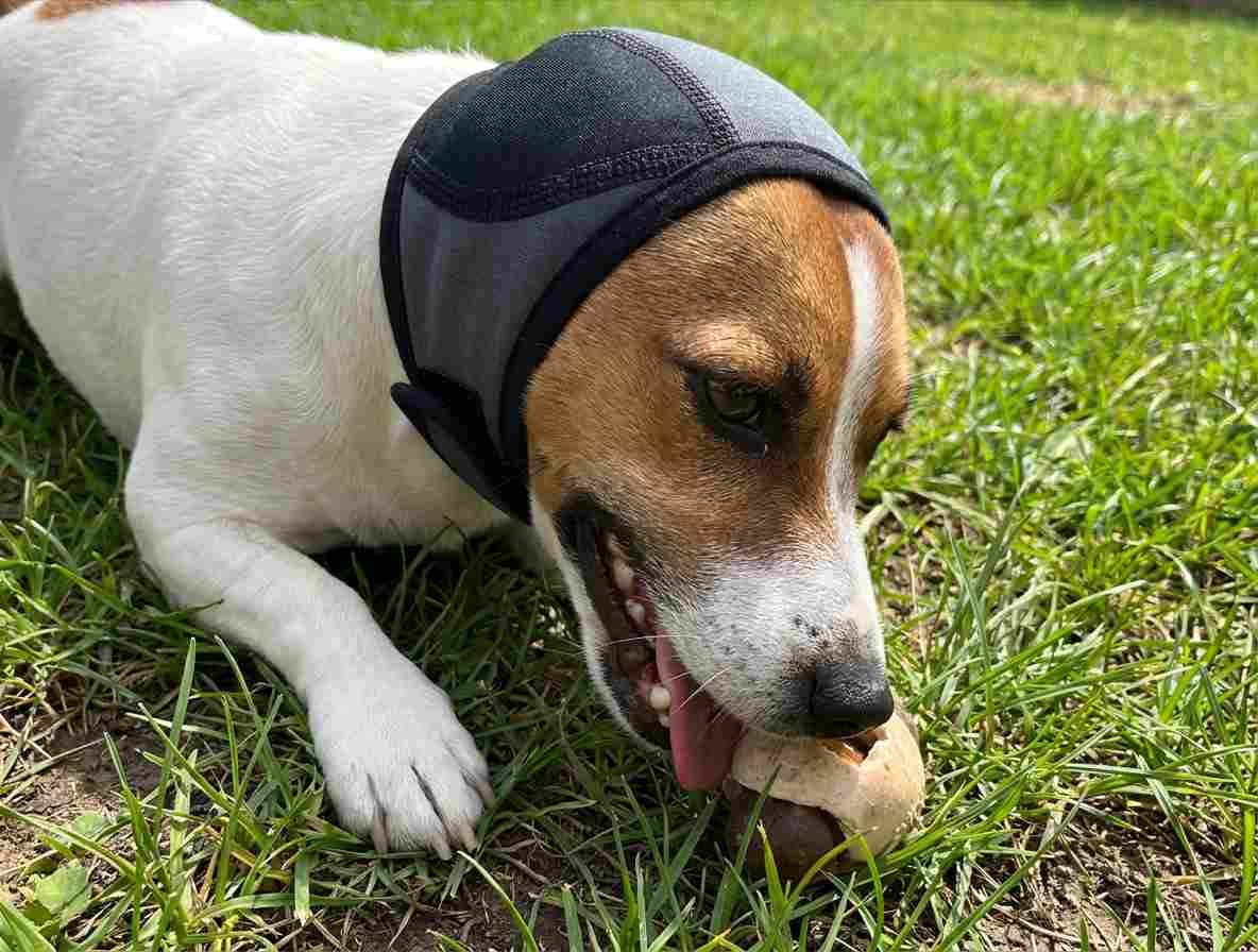 Customer photo review of Orejeras Calmantes para Perros
