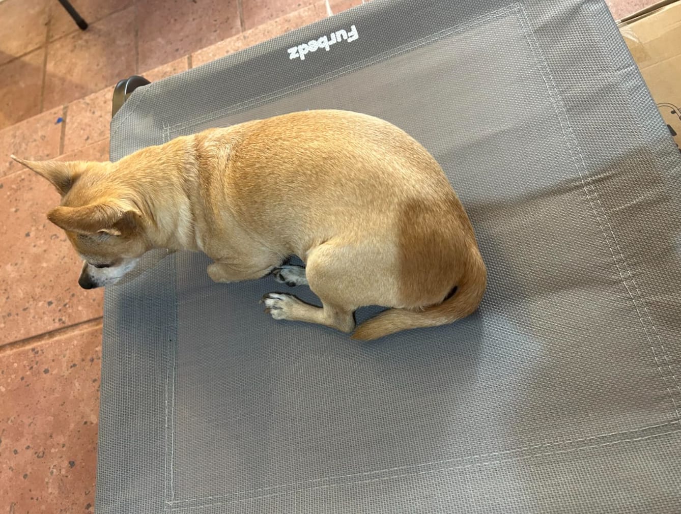 Customer photo review of Cama Elevada para Perros