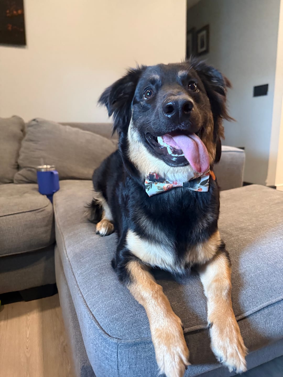 Customer photo review of Ivory Terracotta Floral Dog Bow Tie or Cat Bow Tie