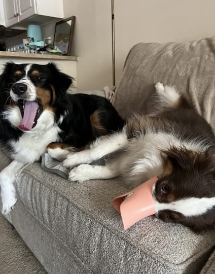 Customer photo review of Bozal QuietDog ˢᵗʳ Controla mordidas y ladridos.