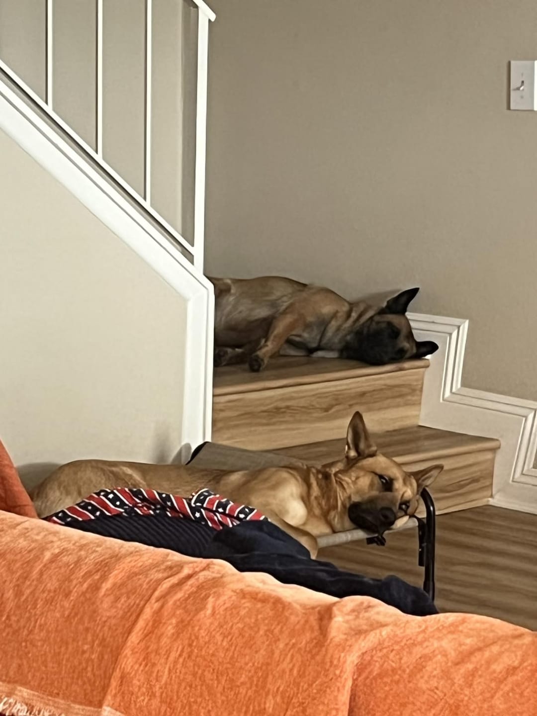 Customer photo review of Seravi Herding Ball