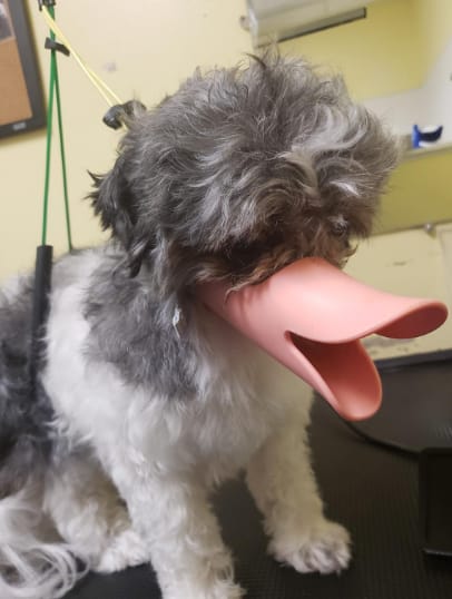 Customer photo review of Bozal QuietDog ˢᵗʳ Controla mordidas y ladridos.