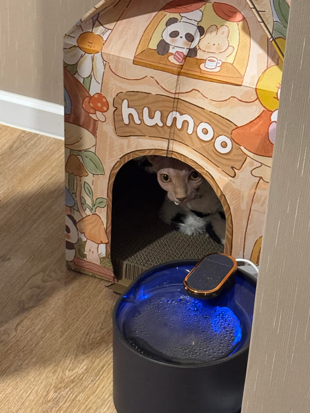 Customer photo review of Pawtique FlowSense™ 3L Sensor Pet Water Fountain