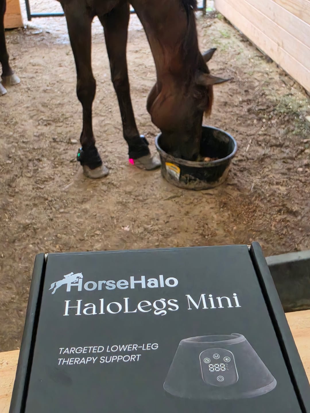 Customer photo review of HorseHalo™ HaloLegs Mini