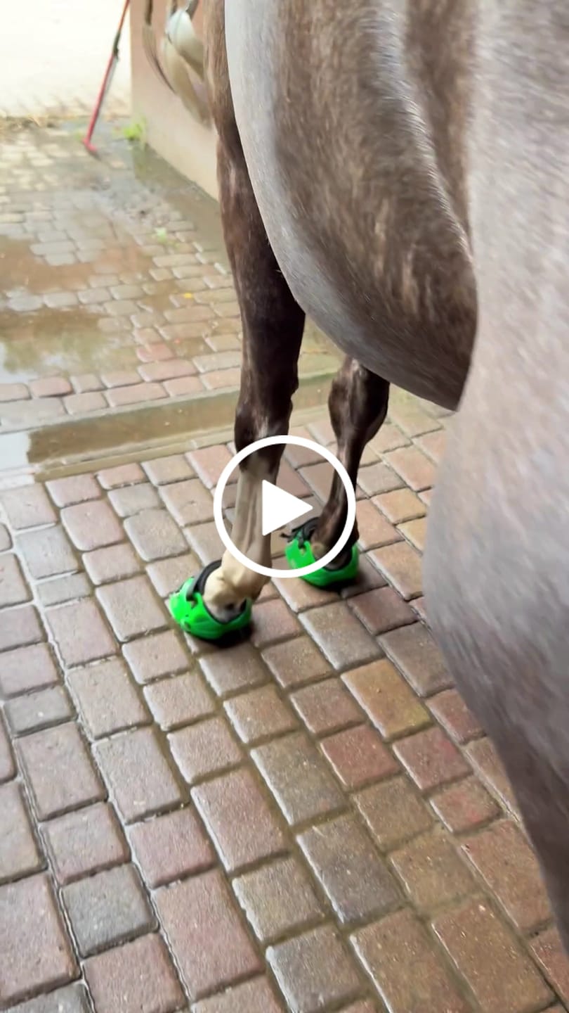 Customer video review of Renegade® Viper Shield™ Hoof Boot Seconds - Cosmic Orange
