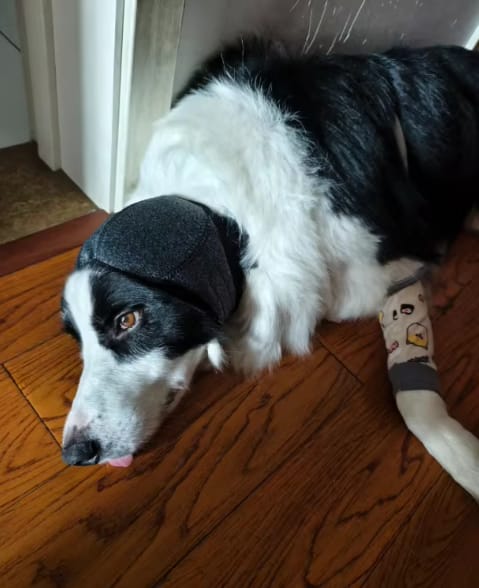 Customer photo review of Orejeras Calmantes para Perros