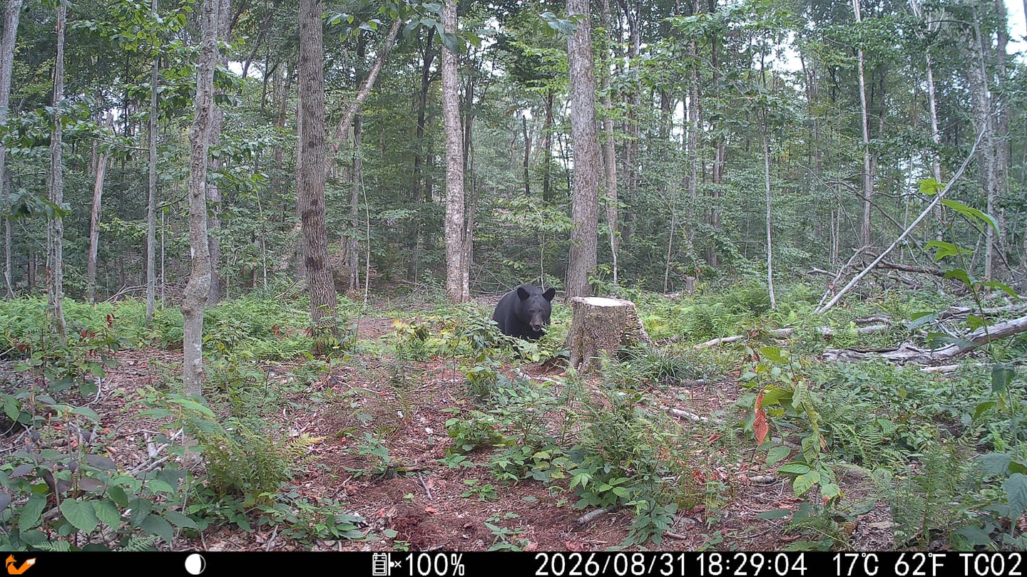 Customer photo review of GardePro Link 1.0 3000ft(1km) Long-Range WiFi Trail Camera