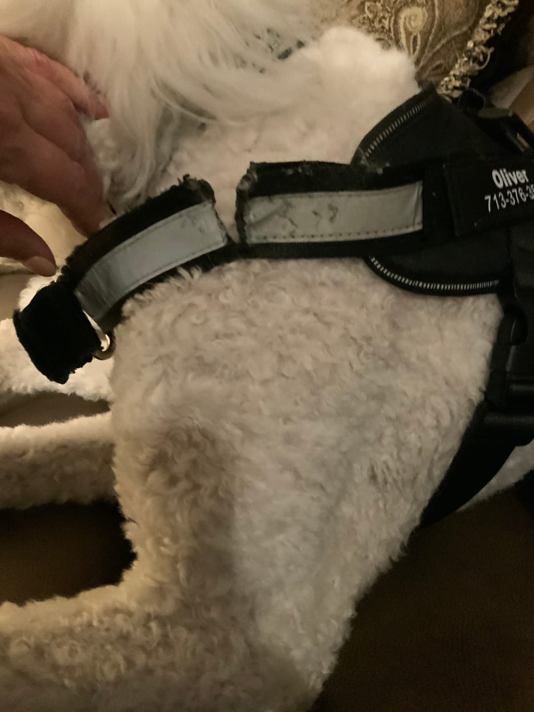 Customer photo review of Dogshood ™ Ergonomic Harness