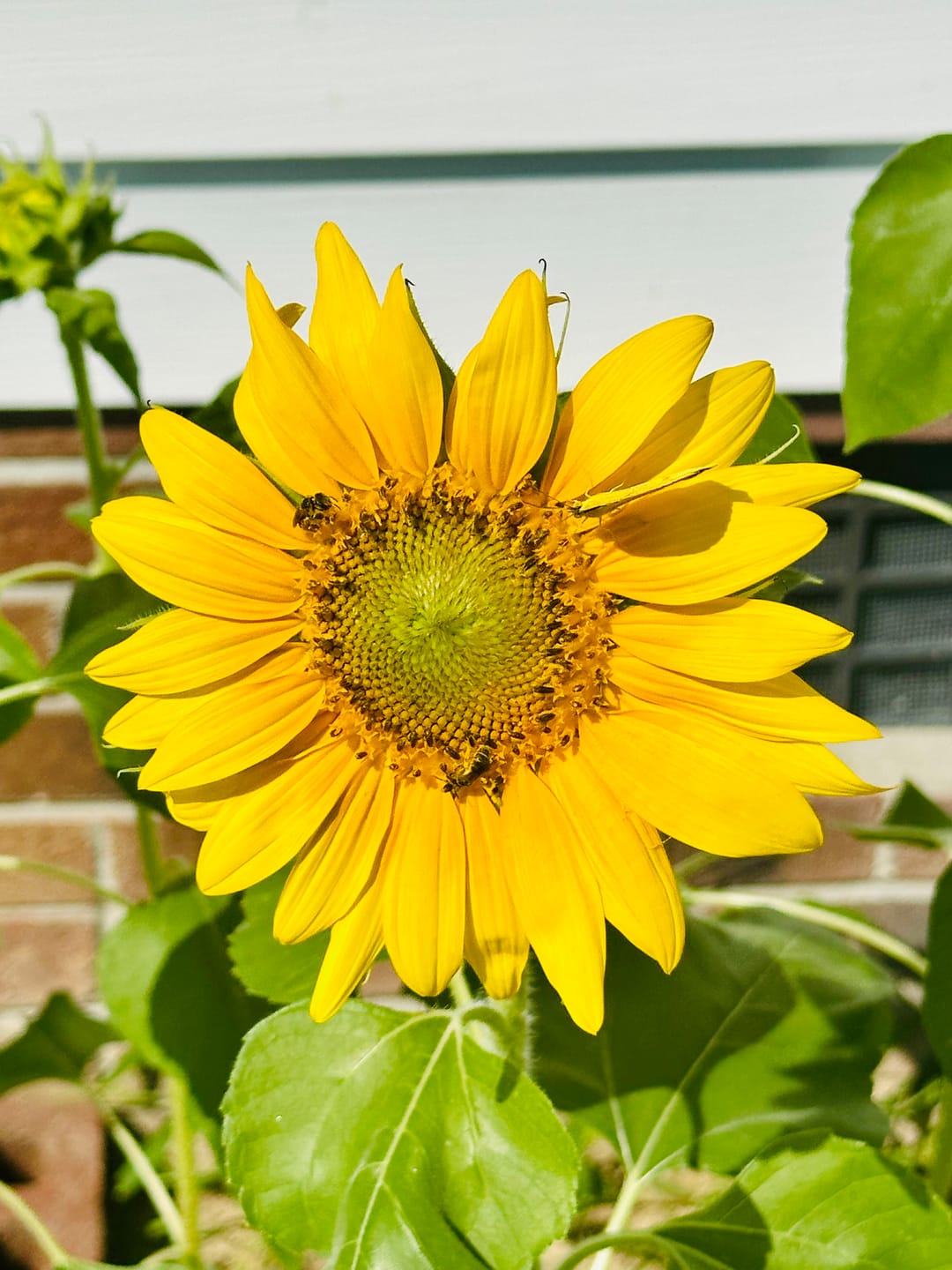 Customer photo review of Organic Grey Striped Mammoth Sunflower Seeds - Helianthus annuus