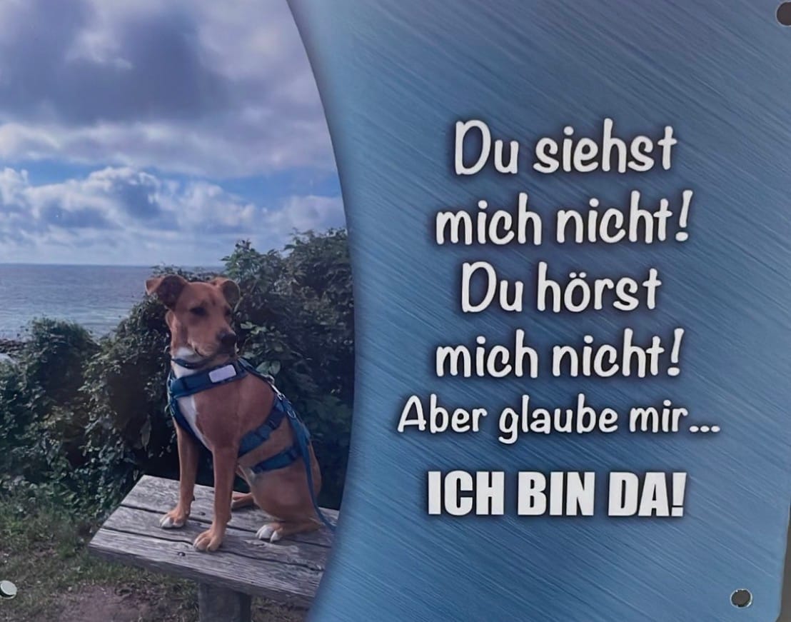 Customer photo review of Hunde-Türschild mit Foto & Wunschtext (UV- UND WETTERFEST) - Angebot beim Kauf eines 2. Schildes