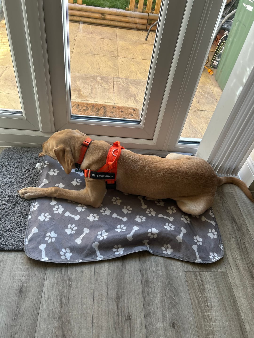 Customer photo review of ParoPet No Pull Dog Harness