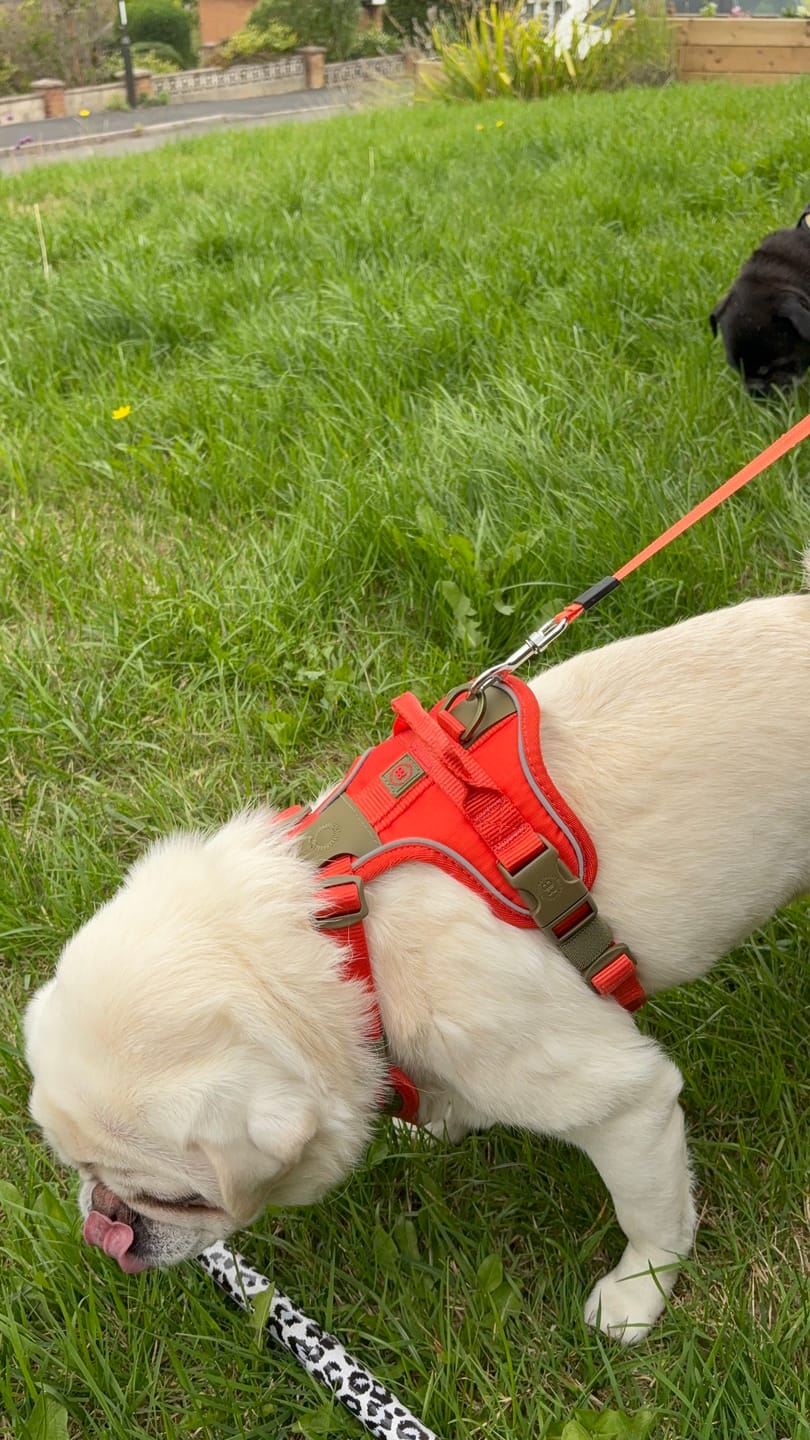 Customer photo review of Anti Pull Hurricane Harness Lighter | With Handle - Burnt Orange X Khaki