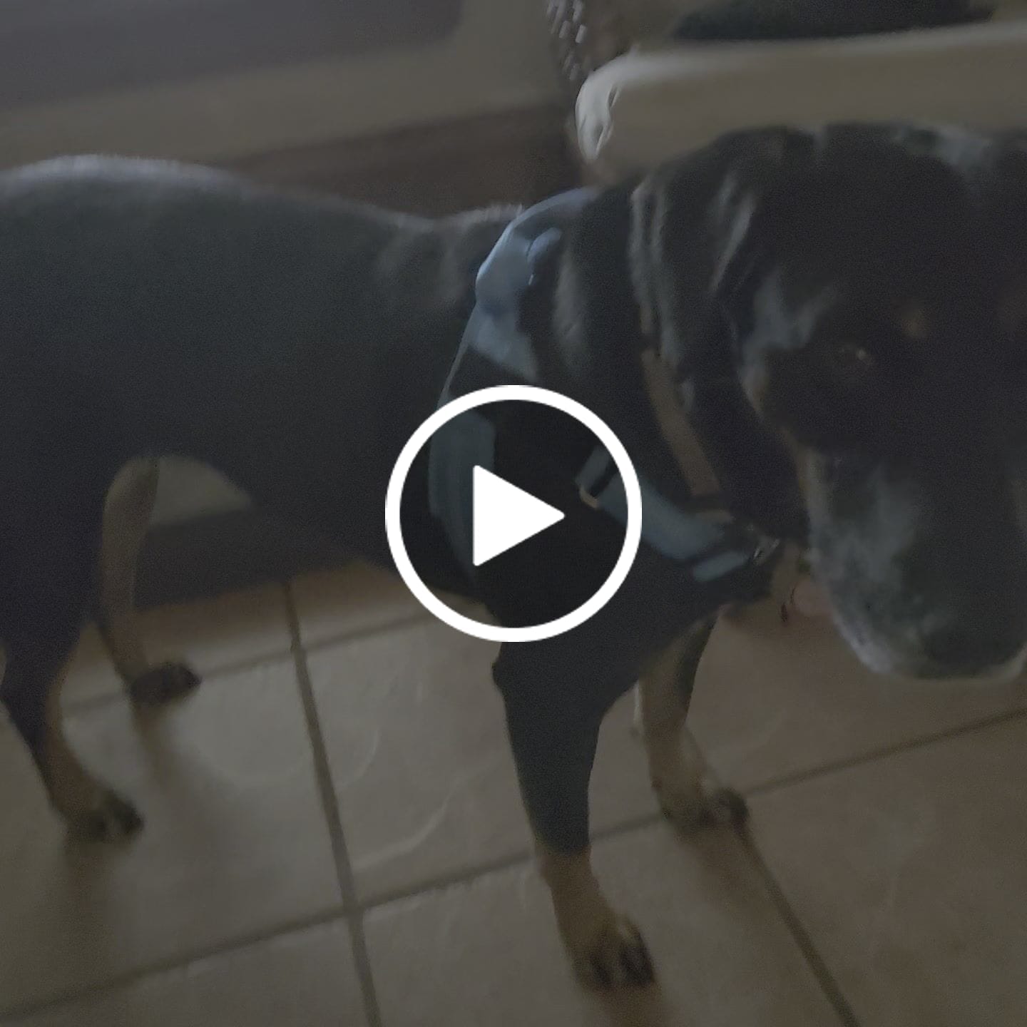 Customer video review of KAVRIONA No-Pull Dog Harness