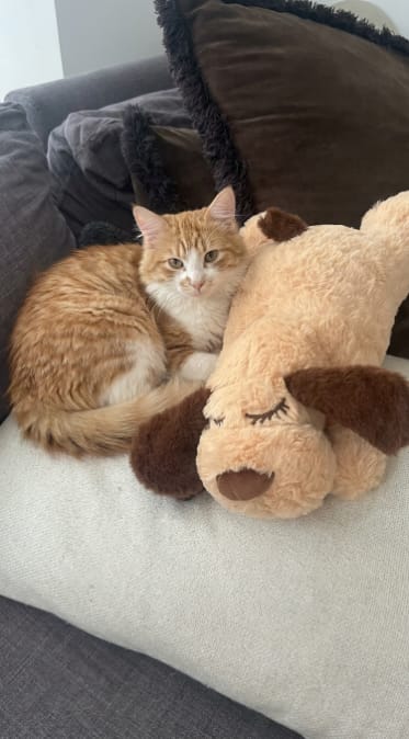 Customer photo review of Peluche Calmante para Mascotas