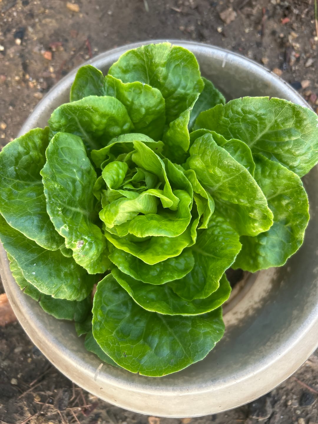 Customer photo review of Kopfsalat ‘Summertime‘